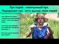 Лук порей - жемчужный лук. Подорожал лук - есть выход: сеем порей.