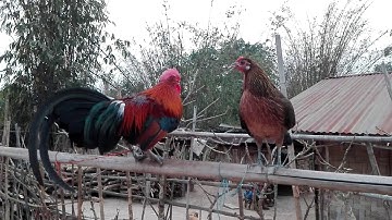 Lo saib tsob noob qaib dib tuaj zoo tuaj ceev nawb