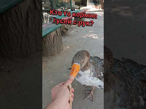Гуска кушает с руки, обалдеть! #гуси #гуска #животные #домашниеживотные #птицы #гусак