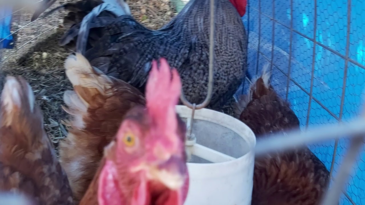 White Australorp chicks update YouTube