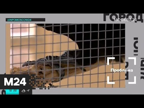 "Жизнь в большом городе": контактные зоопарки - Москва 24