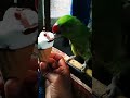 Nonu eating ice cream in rainy day  parrot parrotlover talkingparrot youtube shorts latest