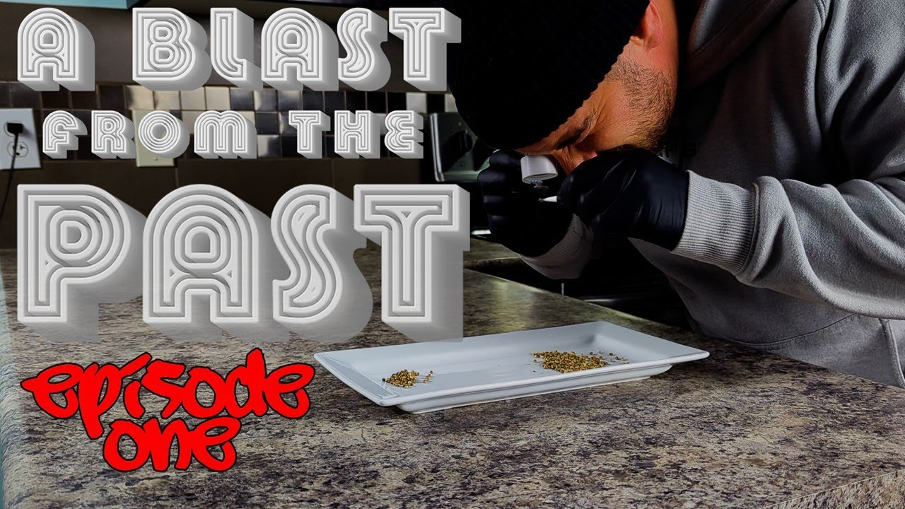 Я пытаюсь выращивать семена каннабиса с 1971 года (с использованием генетики черники от Dutch Pas...