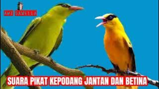 SUARA PIKAT KEPODANG JANTAN DAN BETINA || KHAS KEPODANG SULAWESI