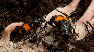 ЖУК МОГИЛЬЩИК - санитар мертвоед из мира насекомых! Немного интересного из жизни жука могильщика!