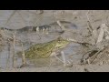 Encounter between grass snake and frog / Begegnung zwischen Ringelnatter und Frosch