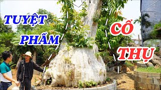 Thăm vườn bonsai cổ thụ kinh điển của Tây Nguyên  ĐỘC LẠ BÌNH DƯƠNG