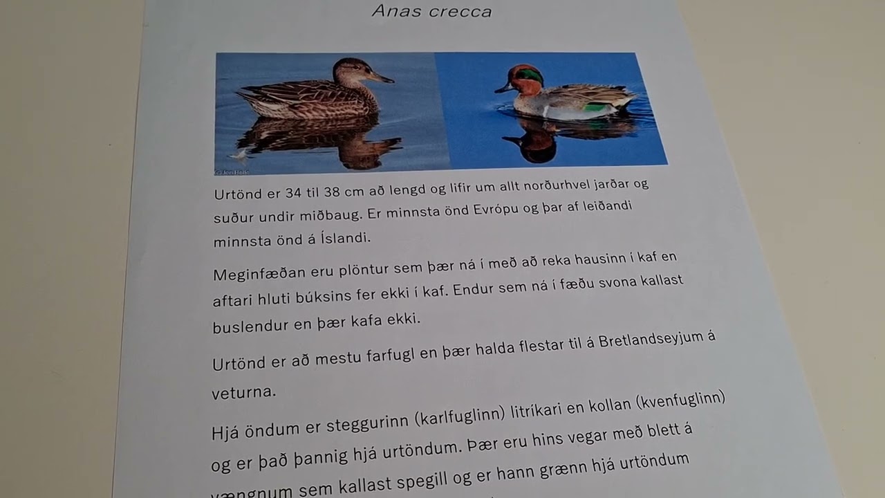 Furðudýr vikunnar - Urtönd