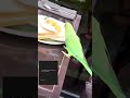 Parrot 🦜 #youtubeshorts #viralvideo #fypyoutube #viral #beautifulview #viral #trending #vlog #foryou