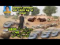 Cholistan meat at a cholistan weddingvillage insidercholistan village insidercholistan desert