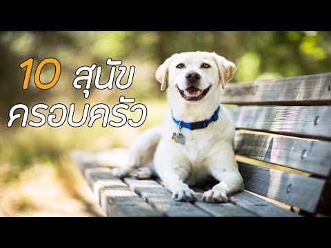 วีดีโอ: Top 10 Canine Camping Essentials