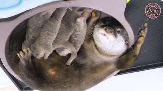 カワウソ赤ちゃん なぜか万歳しちゃうの🙌Banzai Otter Hurray!【baby otter】 by カワウソ-Otter channel 3,350 views 2 years ago 3 minutes, 30 seconds