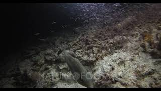 A wide shot at night of an Emperor fish, Monotaxis hunting and catching Anchovy, Stolephorus indicus
