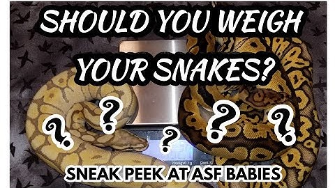 Should you weigh your Snakes???