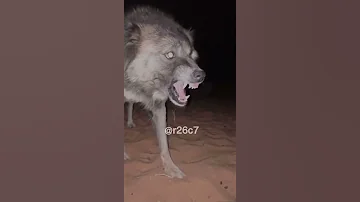 ذيب مخيف Scary Wolf 
