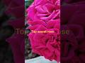 Top secret rose variety|| home gardening👍| #rose #shorts  #flowers #gardening