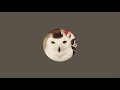 ふくろうママのフクロウライブ