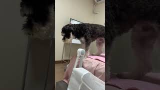 손하나까딱안하고엄마부려먹는깜식#puppy #강아지 #강아지유튜브 #슈나우저