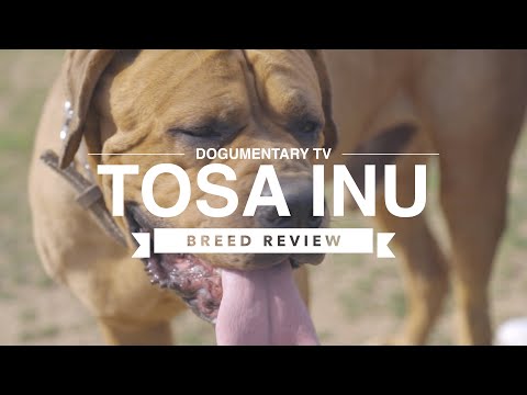 TOSA INU BREED REVIEW