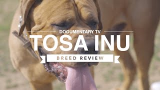 TOSA INU BREED REVIEW