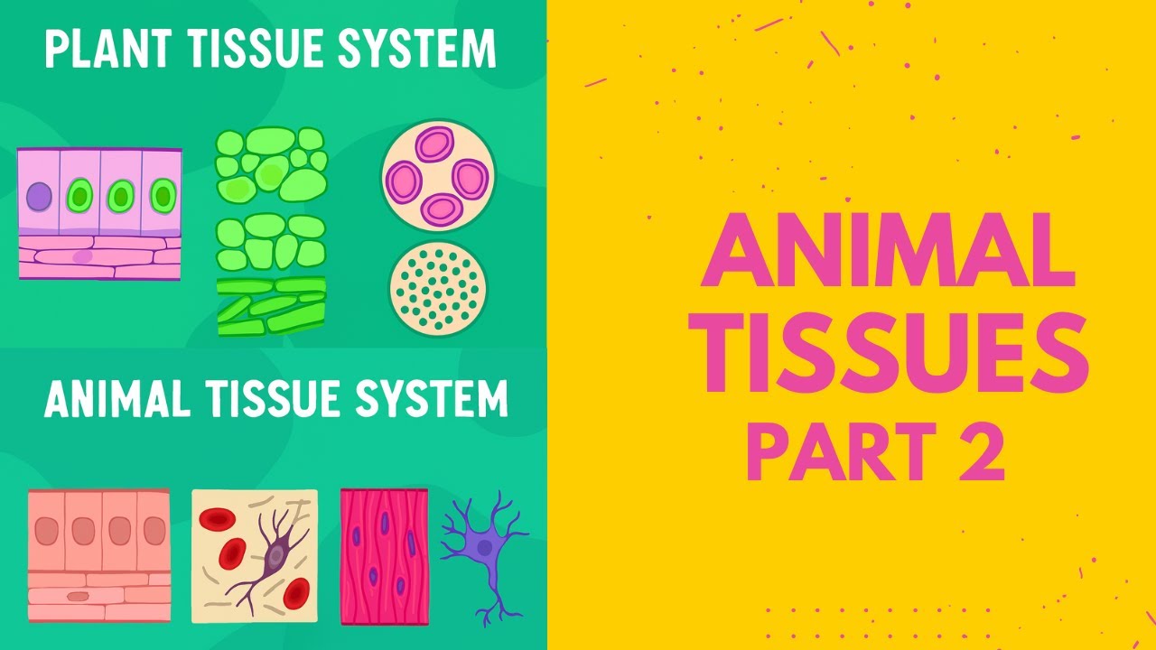 Animal Tissues Class 9 | Part 2 | Muscular & Nervous Tissue | NCERT