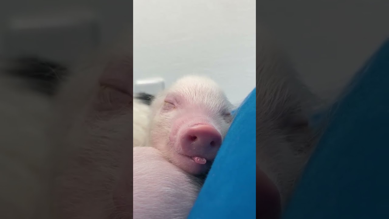 Sleeping piglet ❤