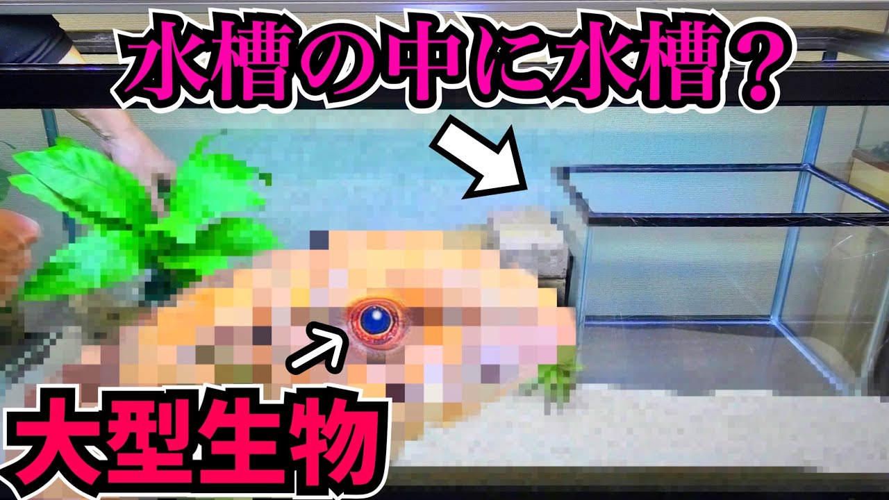 大型生物の引っ越しで120cm水槽立ち上げ！水槽の中に水槽がある水槽 