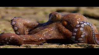 Extraordinary Octopus Takes To Land - The Hunt - BBC Earth