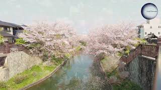 1 Hour Meditation Music, Serene sounds, Peace & Love, Relaxation, Peace and Calm, Spring Blossoms