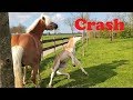 Crazy Crash with Strüdel the Haflinger horse...