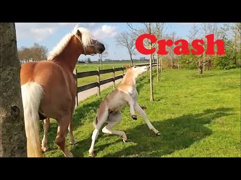 crazy-crash-with-strüdel-the-haflinger-horse...