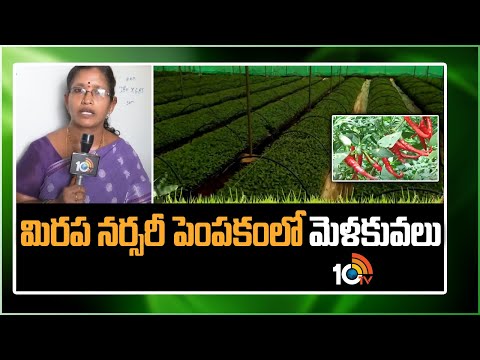 మిరప నర్సరీ పెంపకంలో మెళకువలు | Chilli Nursery Management | Matti Manishi | 10TV