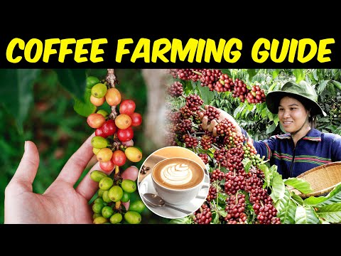 Video: Coffee flowers: cultivation (photo)