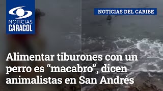 Alimentar tiburones con un perro es “macabro”, dicen animalistas en San Andrés