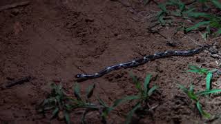 A Juvenile Barred Wolf Snake Lycodon Striatus