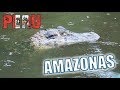 ¿Cómo son los CAIMANES de CERCA? AMAZONAS en PERÚ