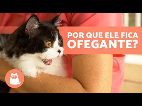 Vídeo: Por que meu gato está ofegante?