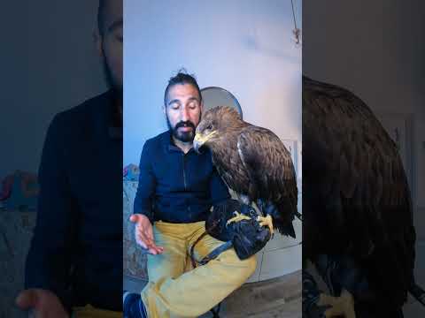 Video: Un rapace mangerebbe un essere umano?