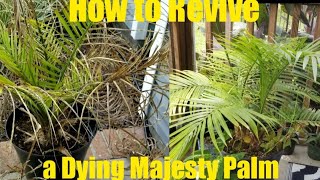 #indoorpalm #majestypalm How to Revive a Dying Majesty Palm