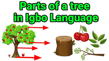 Parts of a Tree in Igbo Language for Kids | Learn Parts of Tree in Igbo Language | Igbo  for Kids