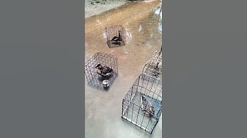 persiapan mikat burung belibis