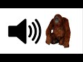 Orangutan  sound effect  prosounds