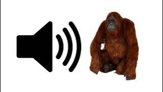 Orangutan - Sound Effect | ProSounds