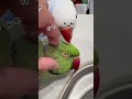 かわかわのおまじないに洗脳されるインコ #ワカケホンセイインコ #indianringneck