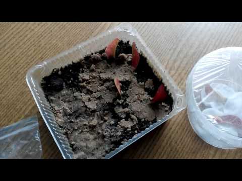 Видео: Выращивание японского клена из семян - Как прорастить семена японского клена