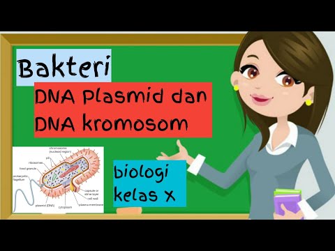 Video: Perbedaan Antara DNA Genom Dan Isolasi DNA Plasmid