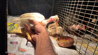 Organic farming and chicken breeding Malayalam