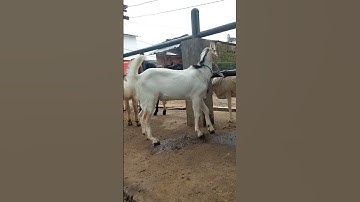 Thumbnail of JANTAN BAKALAN JAWA RANDU CALON SUPER