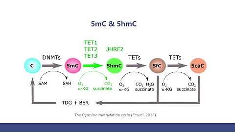 5mC and 5hmC Sequencing Methods and The Comparison