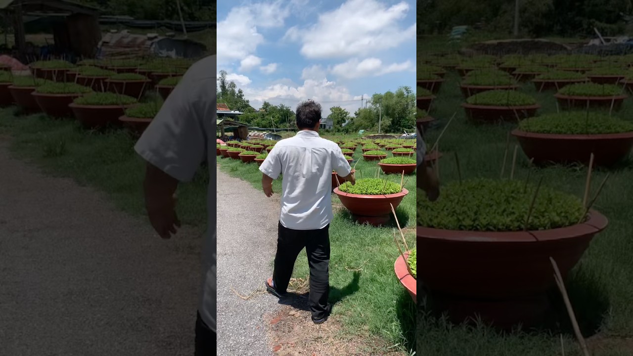 Hoa Cúc Giống Khánh Hòa A NHÀN Đại Đóa Pha Lê Giống Mô Nhân Rễ & Mầm Trồng Chậu Xuất Bắc Nam
